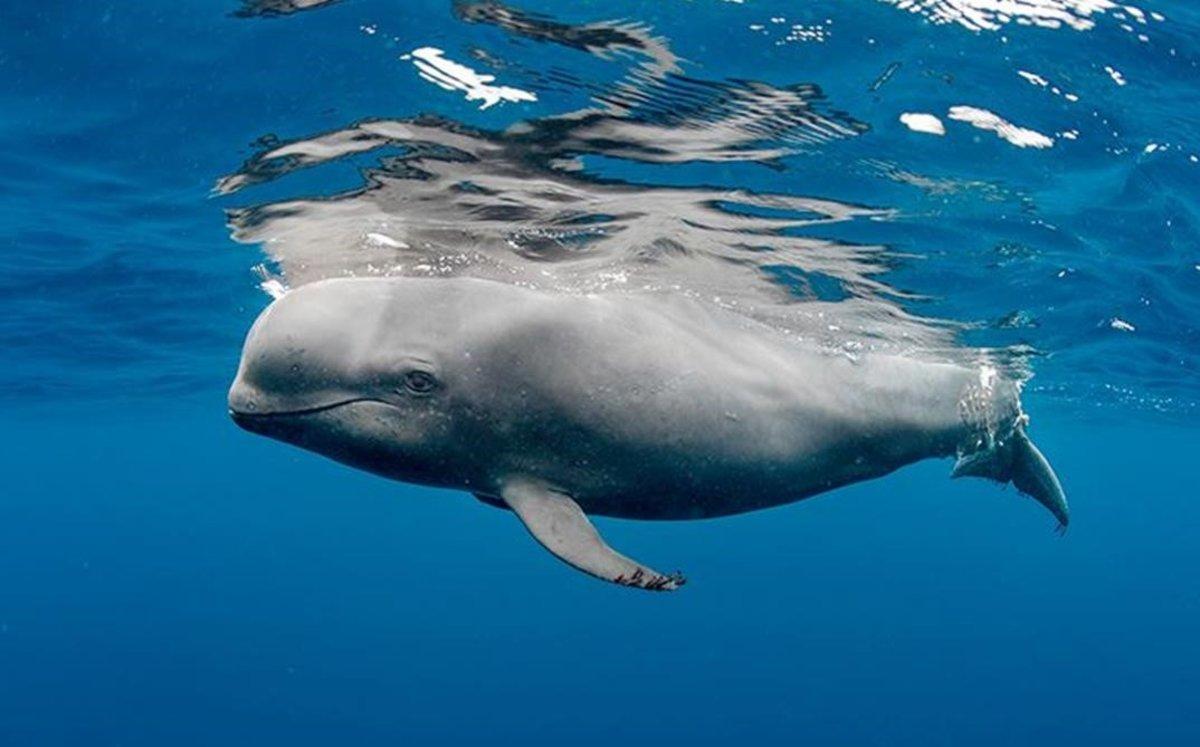 zentauroepp47893522 ballena cortes barcos190708131900