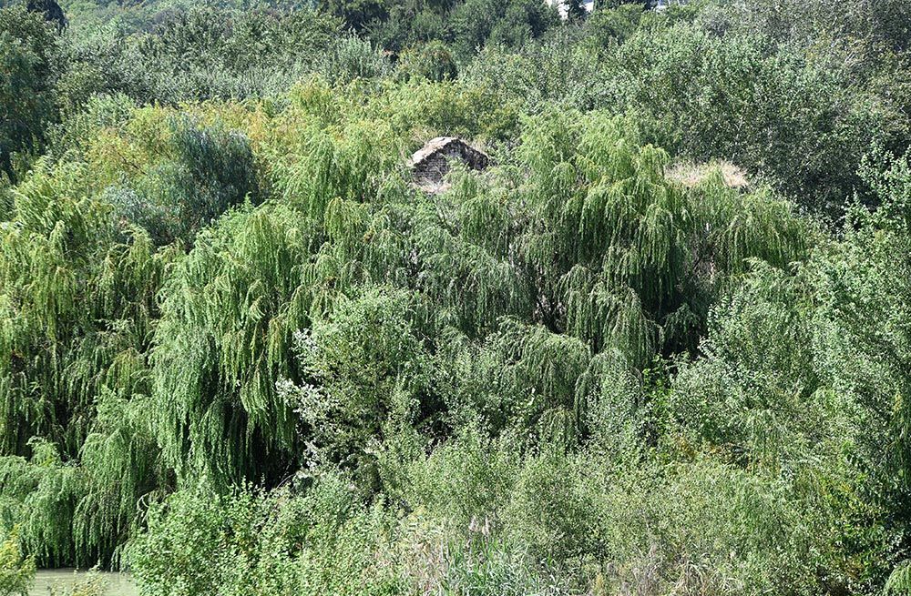 El Guadalquivir, un río frondoso a su paso por Córdoba