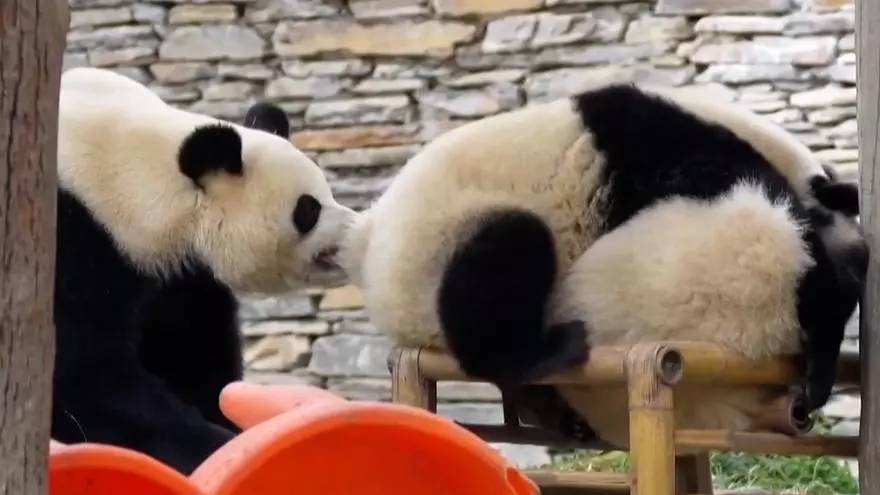 Dos pandas hermanos se pelean y así actúa su madre para separarlos