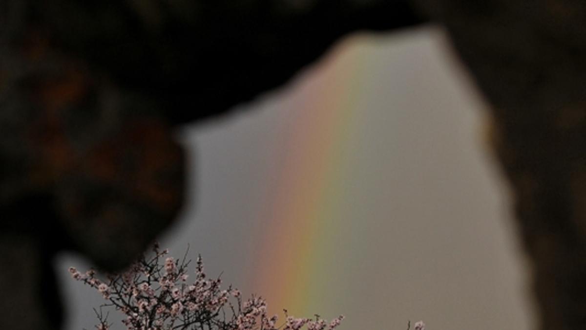 El Ayuntamiento da a conocer a los ganadores del concurso de fotografía “Almendro en Flor” 2023