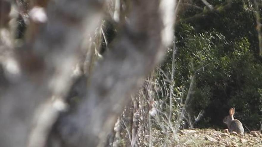 Cabanes alerta de la plaga de conejos foráneos que asolan la comarca