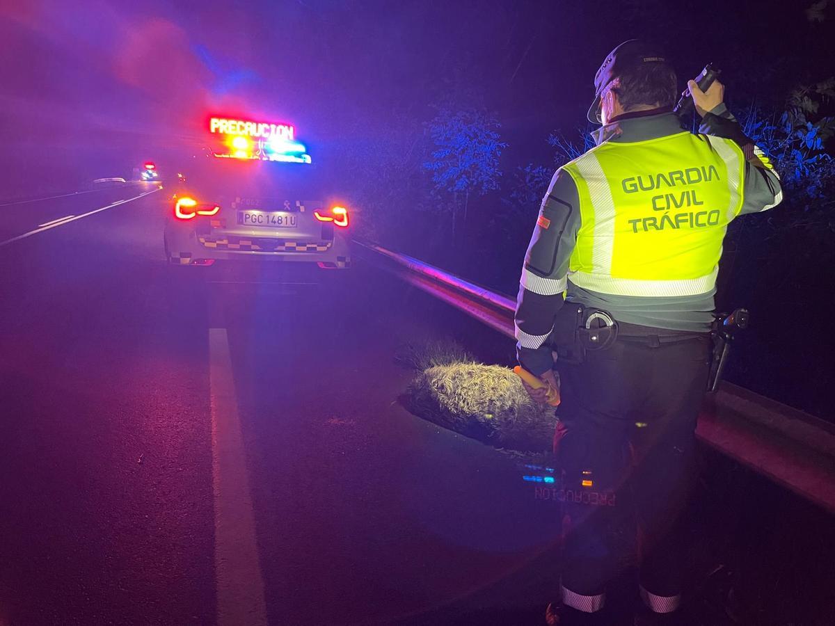 Atropello de un jabalí en uno de los puntos negros de Galicia, la AC-840, en Melide.