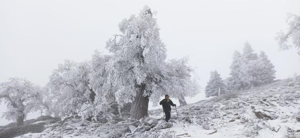 La Sierra de las Nieves se tiñe de blanco