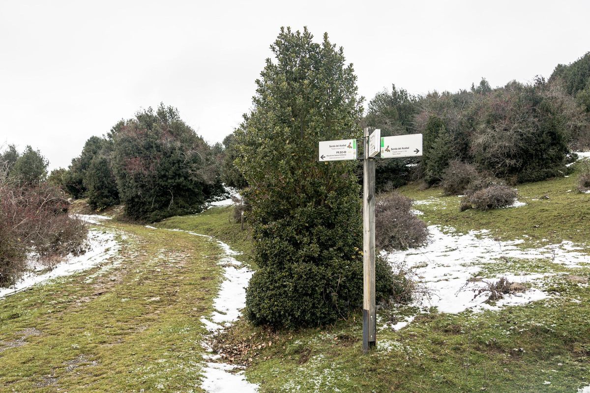 Los municipios de Arévalo de la Sierra y Torrearévalo se encargan de la corta de ramillas.