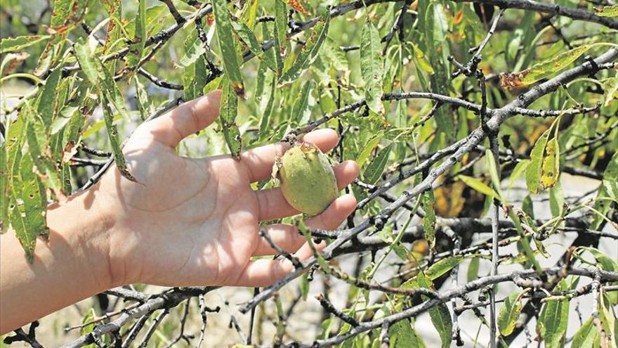 Partidora almendras Coches, motos y motor de segunda mano, ocasión