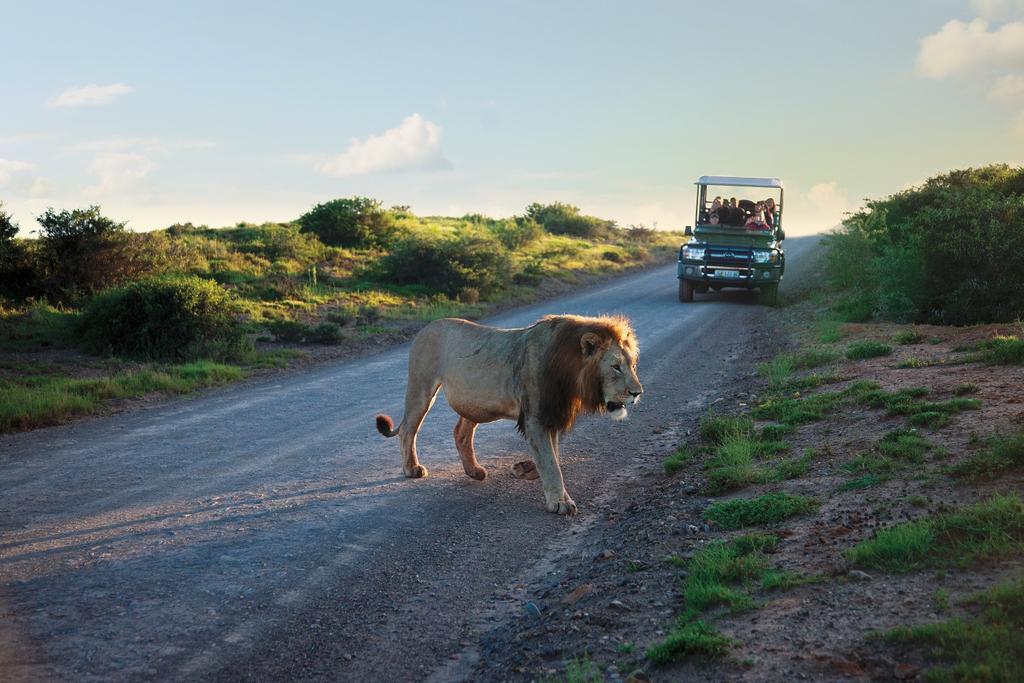 León en la reserva privada Shamwari.