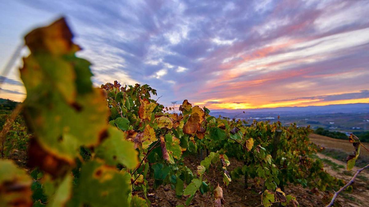 Penedes viñedo