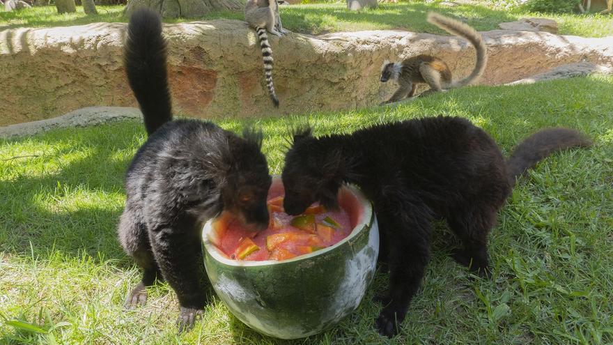 Dos lémures se alimentan de comida adaptada a la época estival en Bioparc Fuengirola