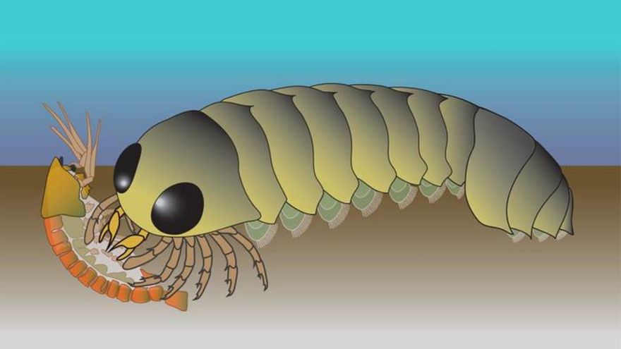 Las arañas se habrían originado en los océanos de la Tierra primitiva