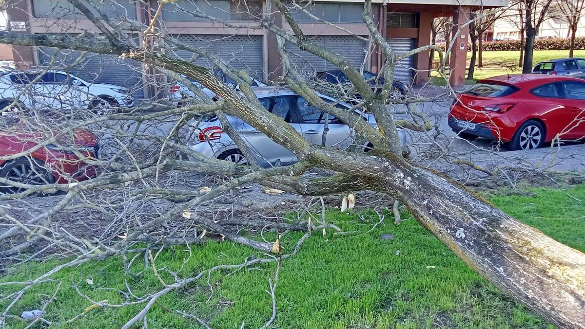 Arbres caiguts a Girona per la ventada Arbres caiguts a Girona per la ventada