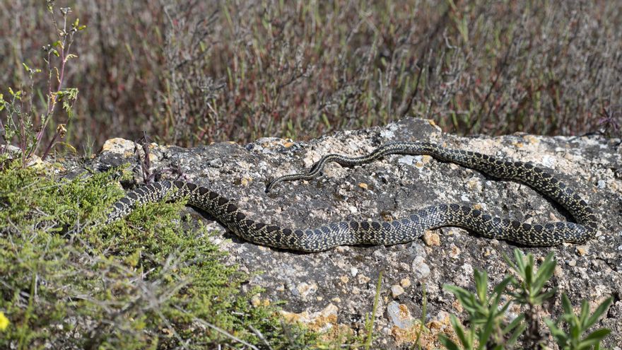 Medio ambiente en Ibiza: Las culebras ya se deslizan por ses Salines