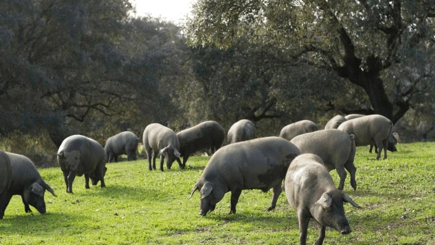 Iberic Box trabaja con productores de cerdo ibérico de Huelva y Salamanca, apostando por el producto nacional.