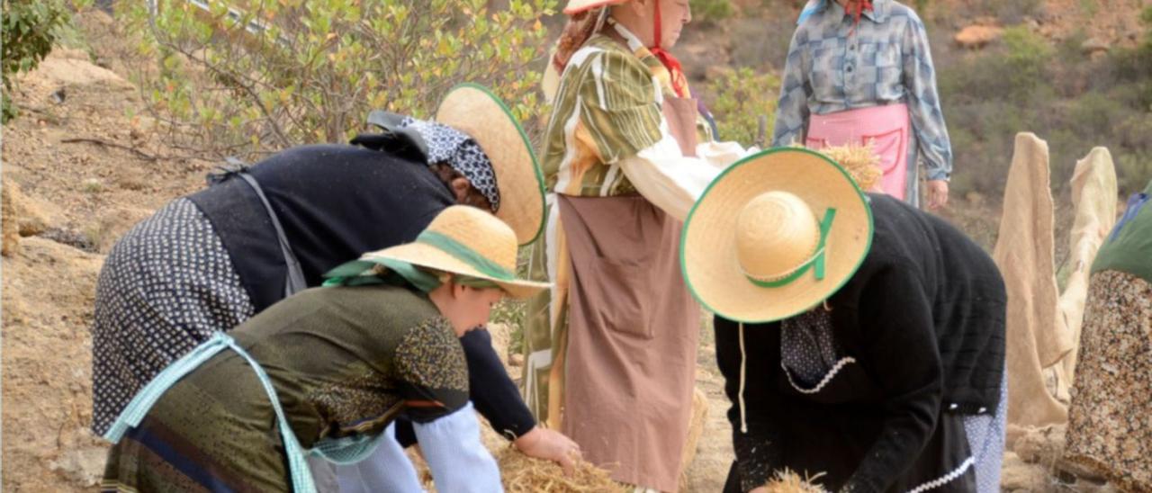 Campesinas de Tenerife en plena faena agrícola.