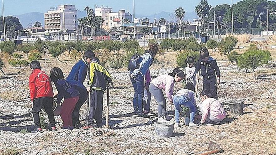 Plantarán 100 pinos en el Arenal en el Mes de l’Arbre de Burriana