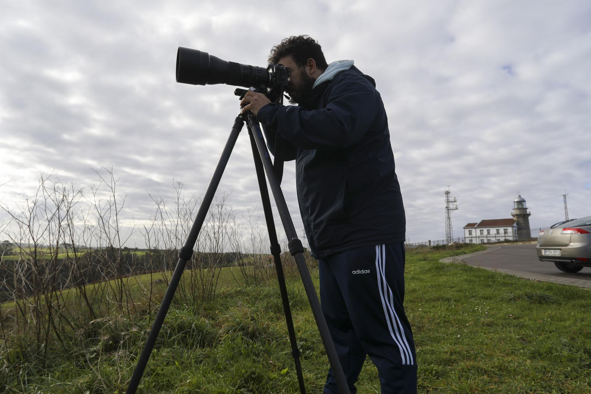 Los búhos nivales de Gozón, imán para los ornitólogos de todo el país