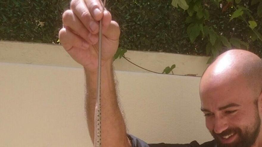 La serpiente hallada hoy en el hotel de Santa Eulària