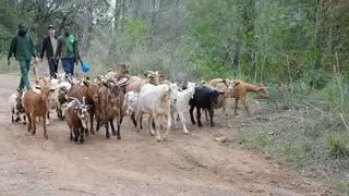 Un rebaño de 55 cabras y burros combatirá el cambio climático y la sequía en bosques del Baix Llobregat
