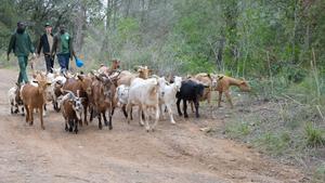 Imagen del proyecto de cabras y burros del Área Metropolitana de Barcelona.