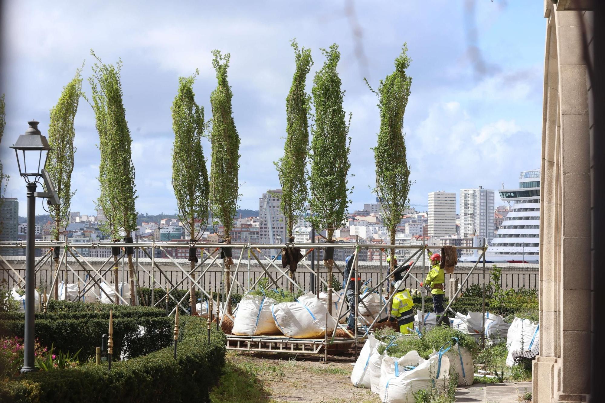 Plantación de los nuevos olmos del Jardín de San Carlos