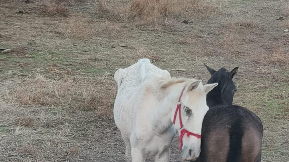 Animales que se encontraban en estado de abandono en una parcela en Navalmoral.