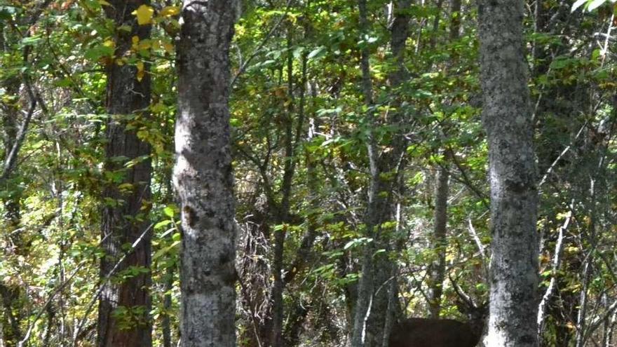 Un cérvido pasea tranquilamente por un castañar de la Alta Sanabria