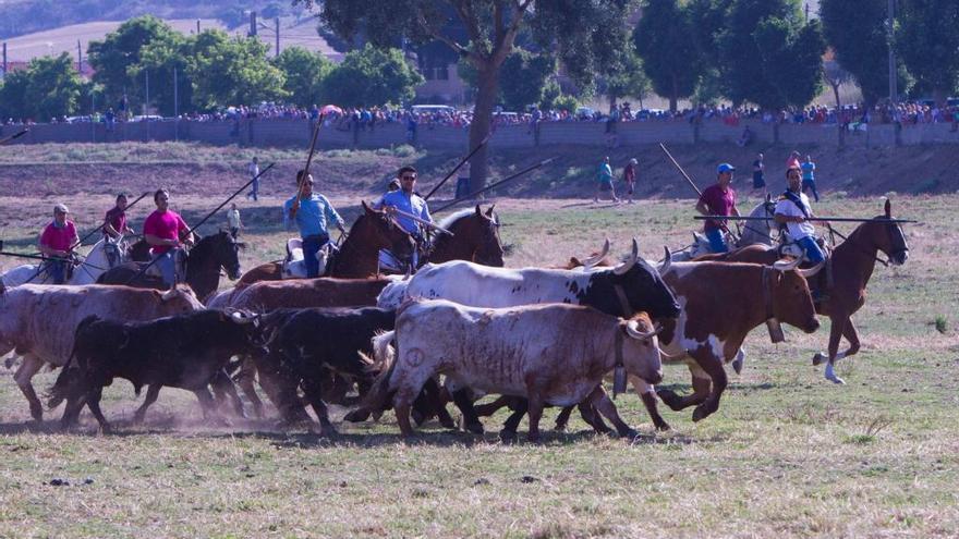 Los jinetes conducen lo astados por la Reguera de Fuentesaúco