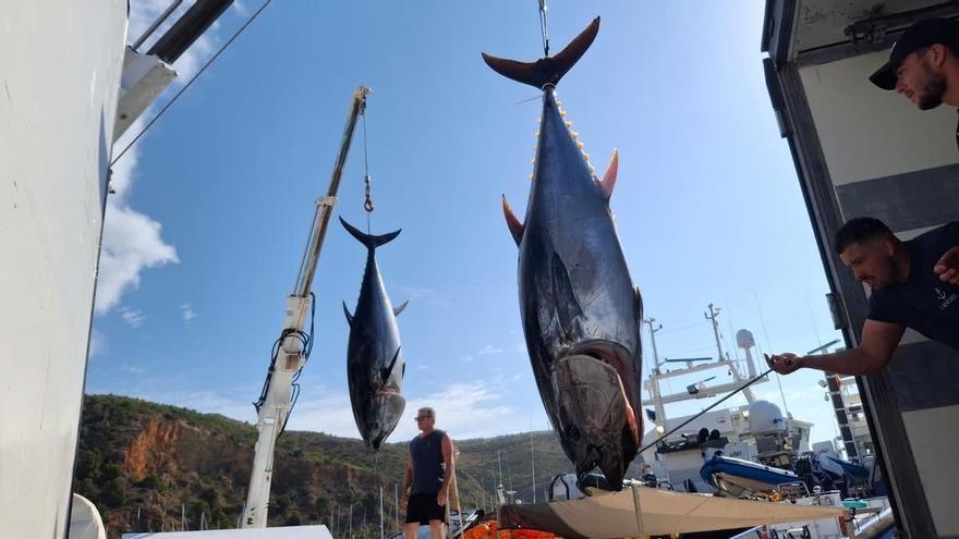 Más y más atunes: el espectáculo de descargar los enormes túnidos en el puerto de Xàbia