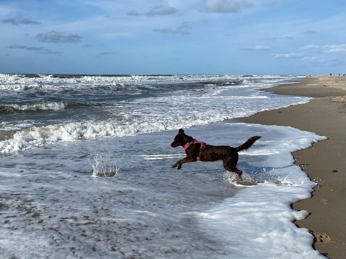 Imagen de un perro jugando en la playa.