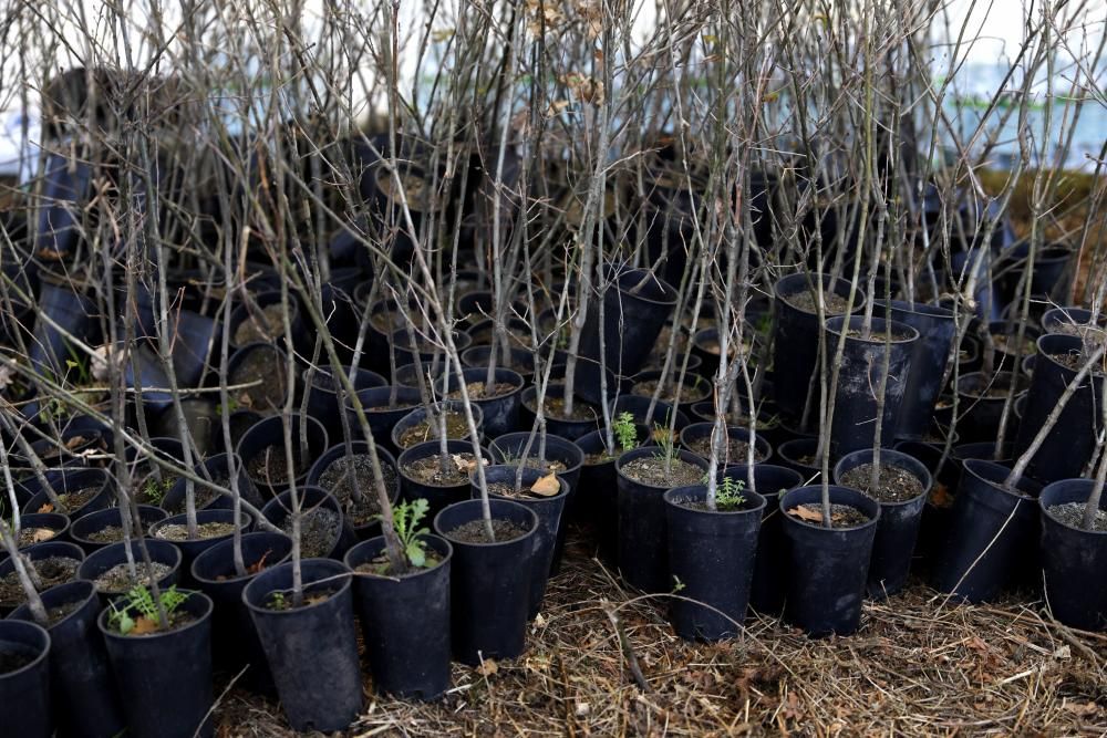 Plantación Carbayera Monte Deva (reforestación)