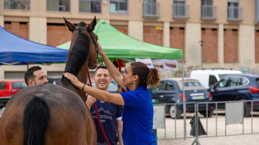 Los equinos que participarán en el Festejo de los Caballos del Vino pasan el control veterinario