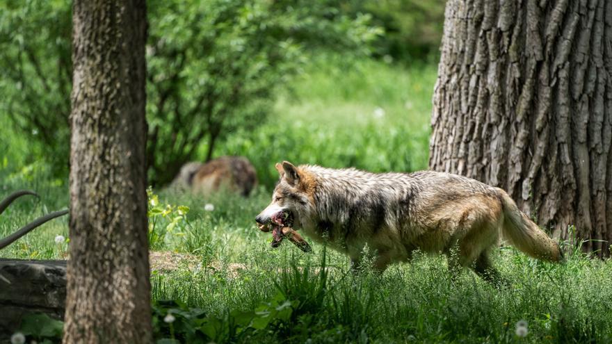 El lobo ibérico y aves protegidas en Galicia, en la diana de los delitos contra la fauna