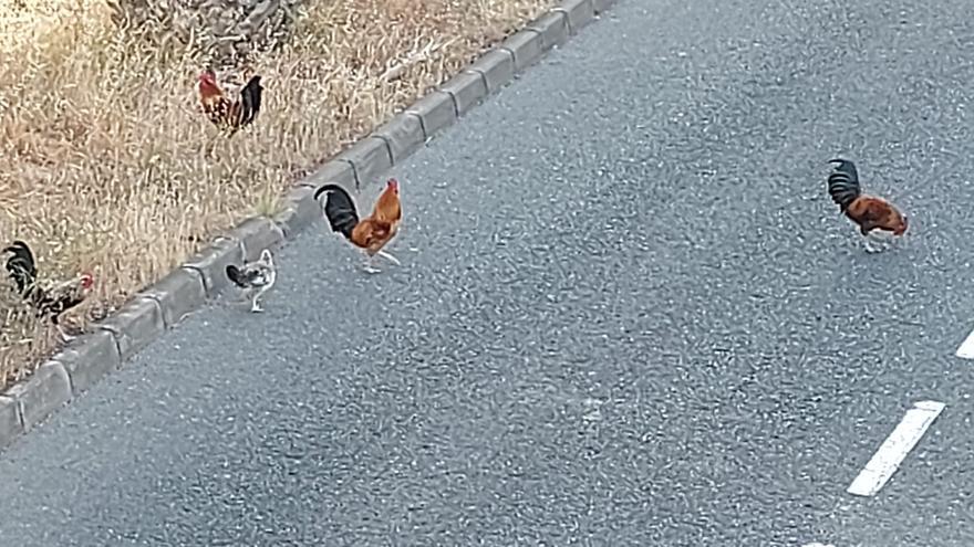 Los gallos desvelan a Salto del Negro