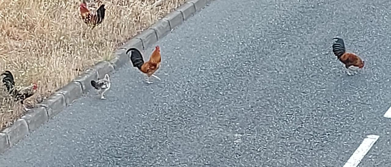 Una colonia de gallos perturba la tranquilidad de vecinos de Salto del Negro