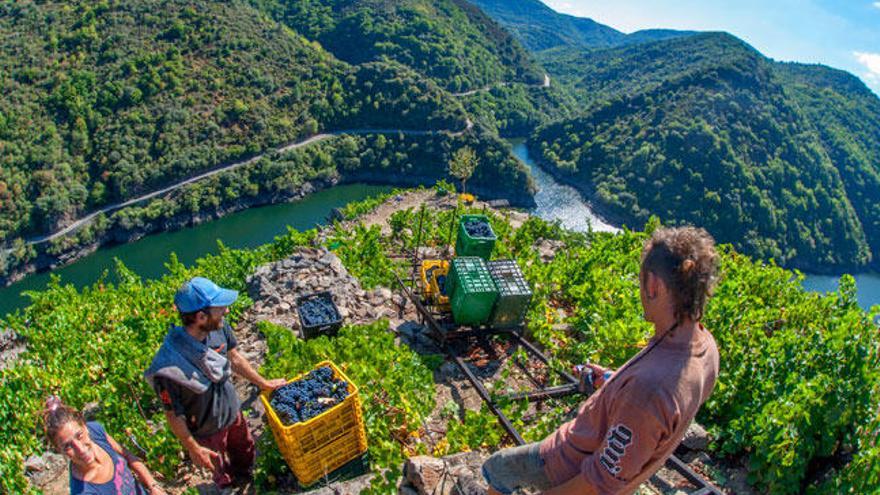 Vendimia en la Ribeira Sacra. // Eli Regueira