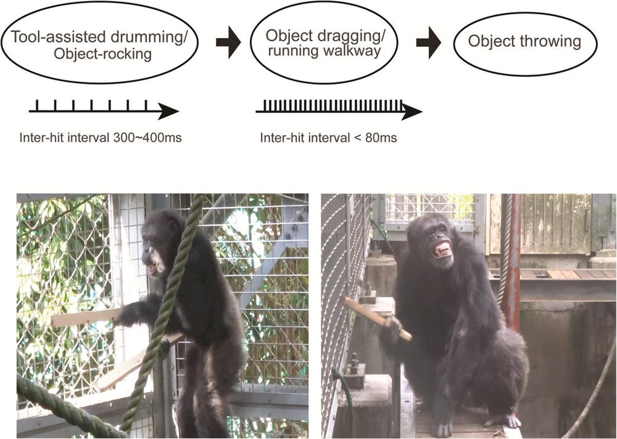 Chimpancé con listones de madera creando música, en una imagen del estudio