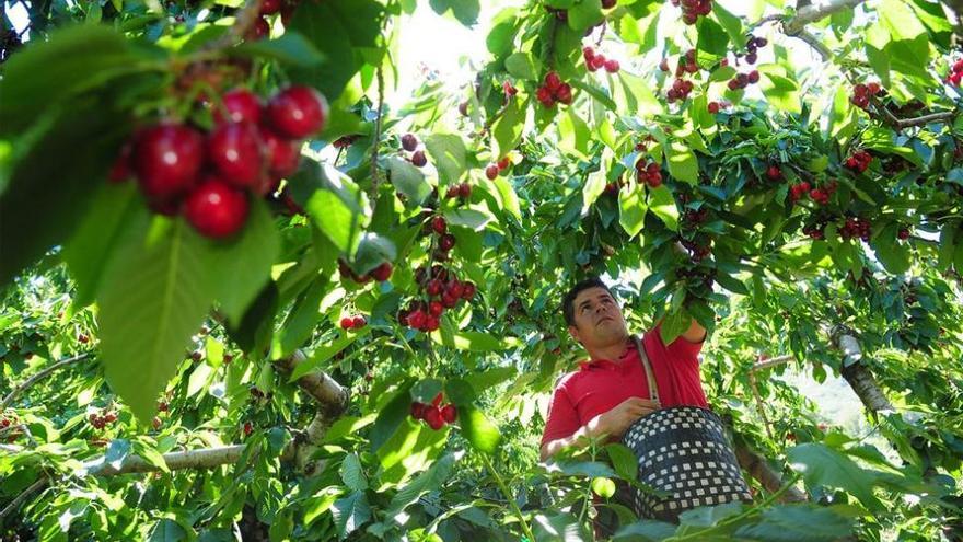 La campaña de cerezas del Valle del Jerte prevé alcanzar las 21.000 toneladas