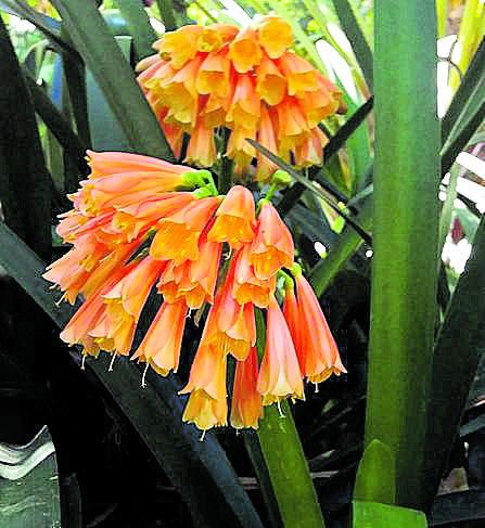 FEBRERO. Las inflorescencias en forma de paraguas y de color naranja rojizo son lo más destacado de la clivia (Clivia nobilis), una planta sudafricana llamada así en honor de la duquesa británica Lady Charlotte Florentina Clive. La clivia atrae a abejas y colibríes porque produce bastante néctar. En su tierra de origen también tenía fama de aliviar las picaduras de serpientes.