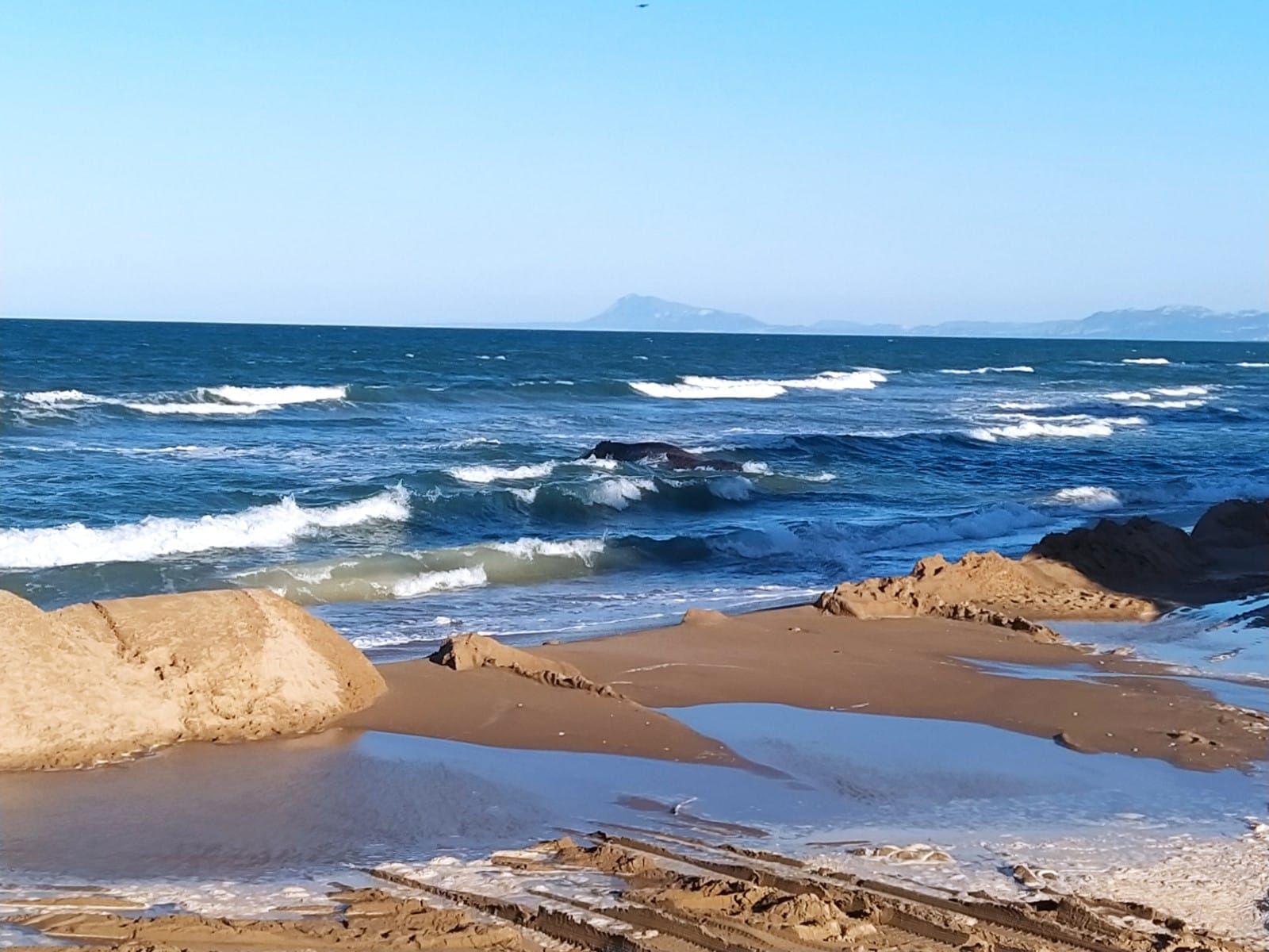 Avistan una ballena en la playa de Tavernes de la Valldigna