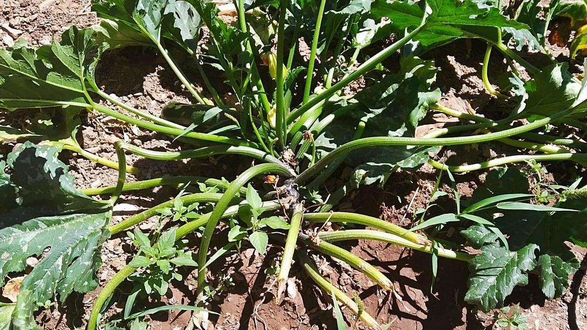 Destrozos en una parcela de calabacines tras apropiarse del producto. | Ch S.