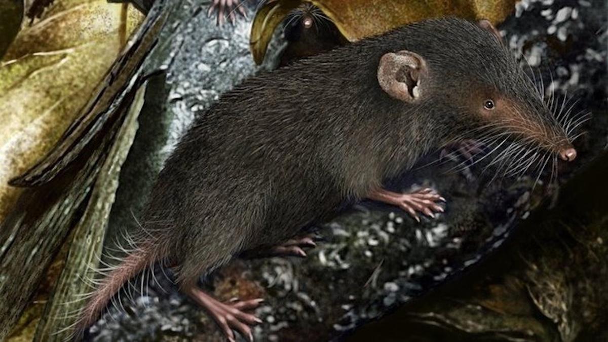 Musaraña de la Isla de Navidad