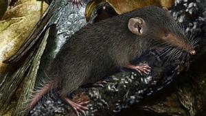 Musaraña de la Isla de Navidad