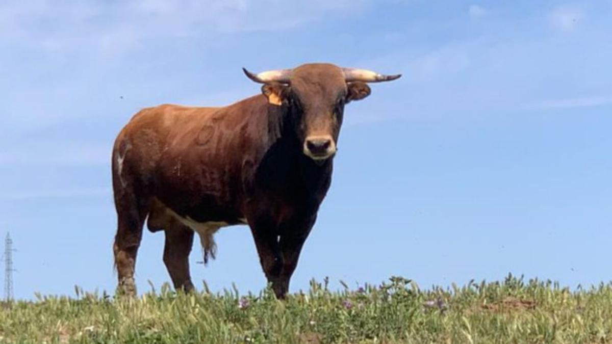 Cascarrillo, el torito del miércoles. | Cedida