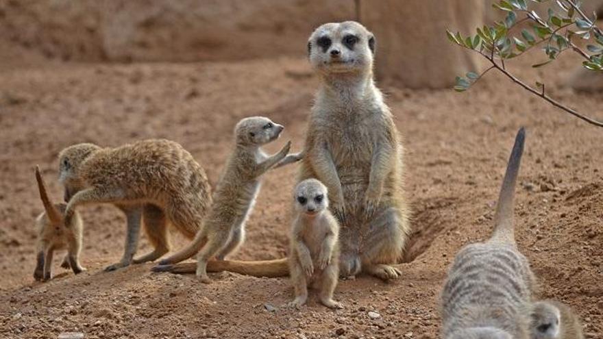 Empieza un año salvaje - disfruta 365 días de Bioparc Valencia