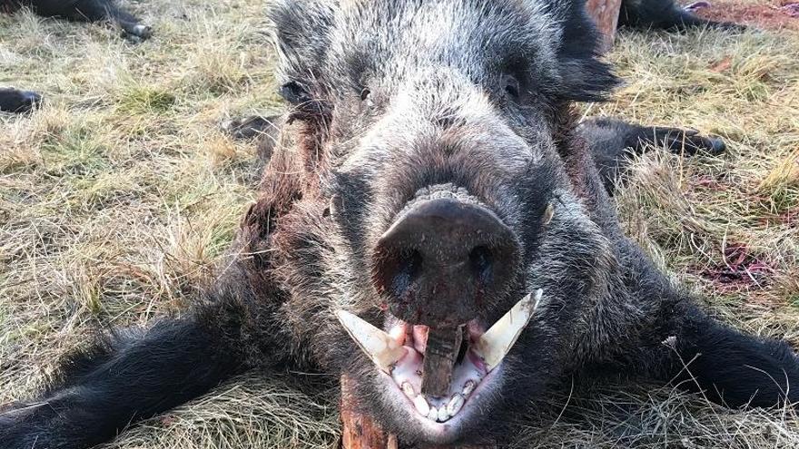 La llegada de jabalíes de Hungría desata la alerta sobre el riesgo de peste porcina