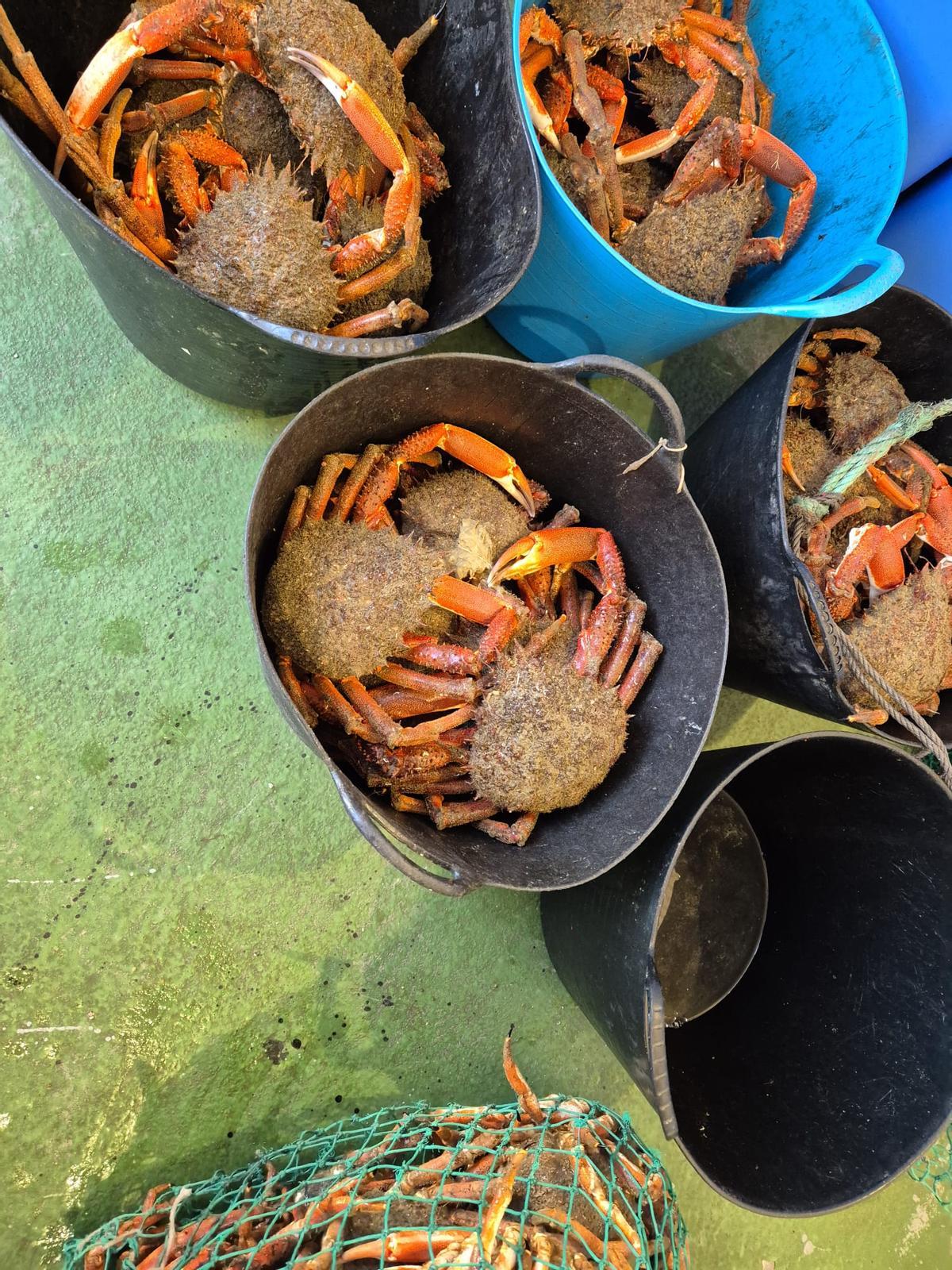 Centolla en la lonja de Sada