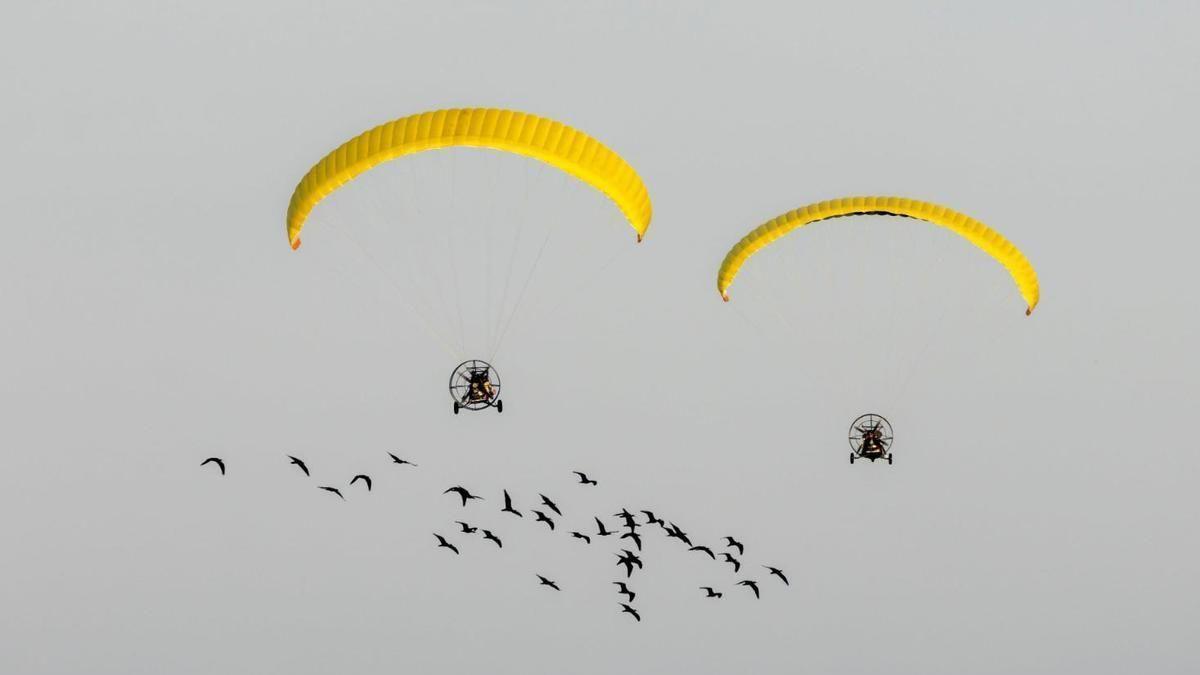 IBIS Y ULTRALIGEROS | El espectáculo de los ibis guiados por un ultraligero para reforzar su reintroducción en la Península