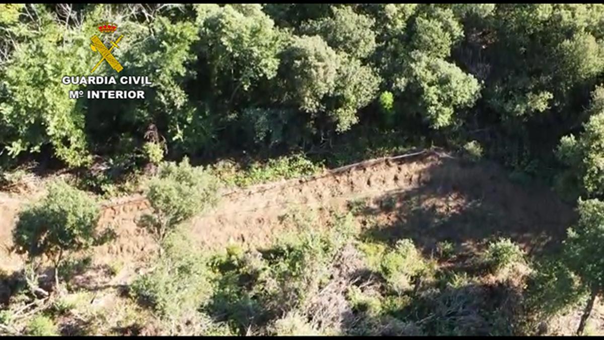 Una de les plantacions de marihuana Una de les plantacions de marihuana