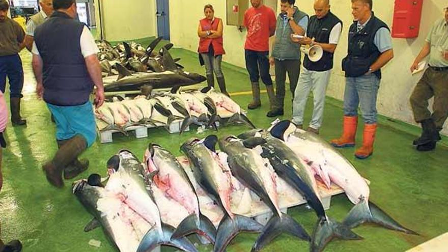 Un empujón al catálago del SOS marino