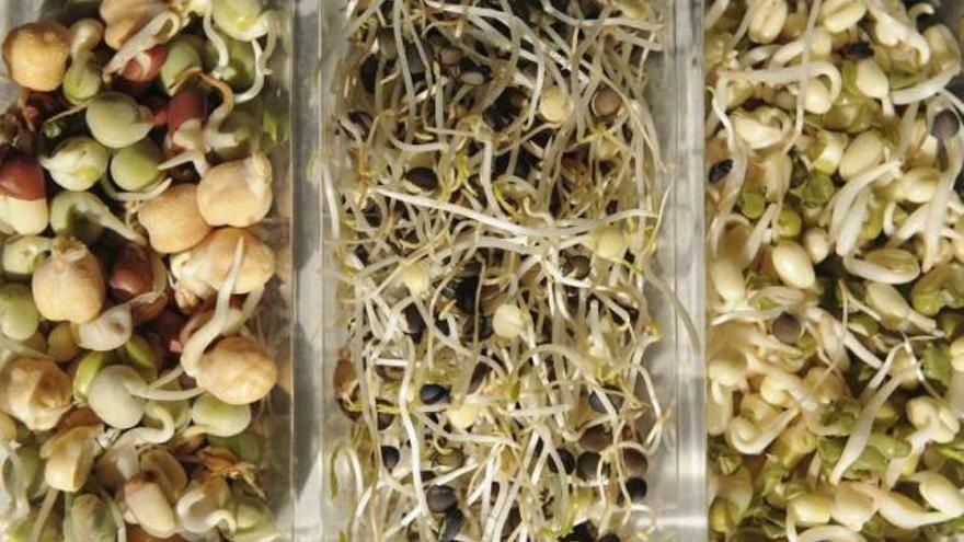 Combo de fotografías que muestran tres tipos de semillas germinadas. / efe
