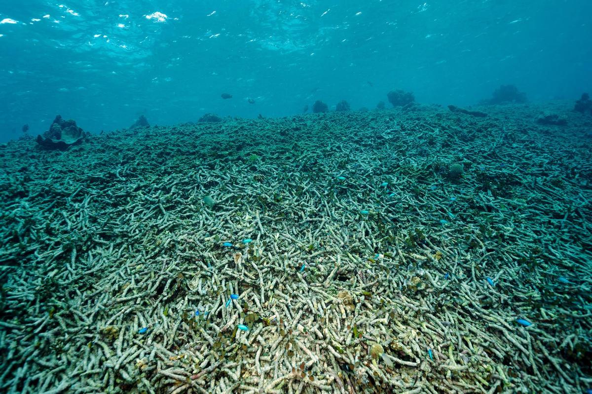 Campo de corales totalmente destruidos por el calentamiento global